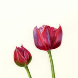 Set of Notelets with watercolour painting of red Tulips