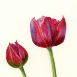 Tulipa Tom Thumb Personalised Correspondence Cards with an image of a watercolour of a red Tulip