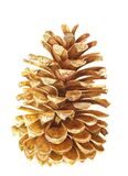 Umbrella Pine Cone Personalised Correspondence Cards with an image of a watercolour of a Pine Cone