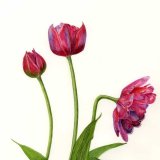 Tulipa "Tom Thumb"