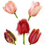5 Tulip Heads