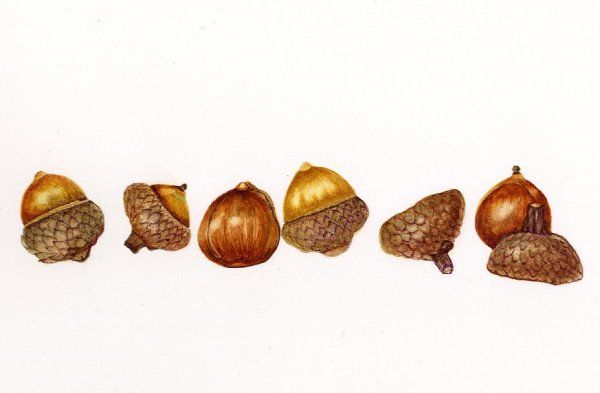 Boston Acorns