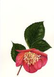 Camellia 'Yuletide' Personalised Christmas cards with an image of Camellia Yuletide in watercolour