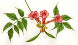 Campsis radicans