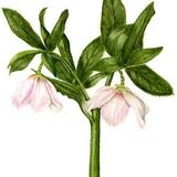 Christmas Rose