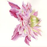 Greetings Card with Clematis image