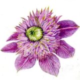 Clematis Josephine SOLD