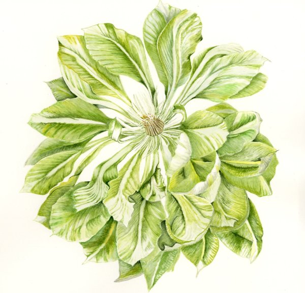 Clematis 'Green Passion'