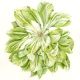 Clematis 'Green Passion'
