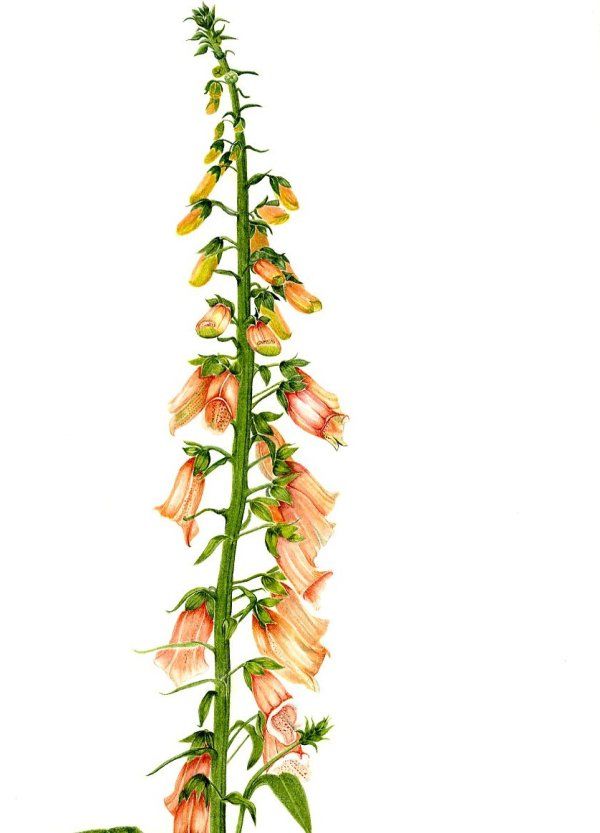 Digitalis purpurea "Apricot"