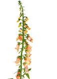 Digitalis purpurea "Apricot"