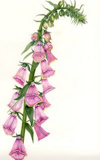 Digitalis Mertonensis