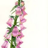 Digitalis Mertonensis