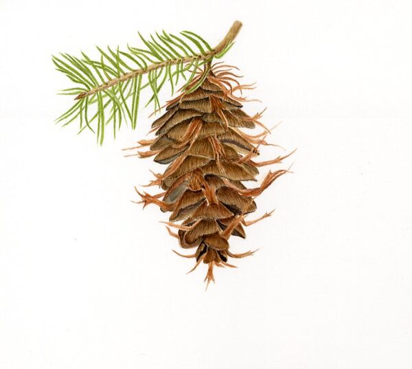 Douglas Fir Cone