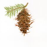Douglas Fir Cone Personalised Christmas cards with an image of a Douglas Fir Cone in watercolour