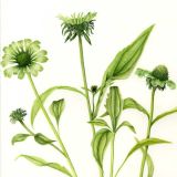Echinacea "Green Jewel" SOLD