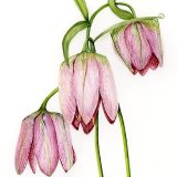 Fritillaria Walujewii Personalised Correspondence Cards with an image of a watercolour Fritillaria