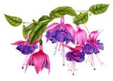 Fuchsia "Royal Velvet"
