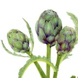 Mixed pack of your favourite images Personalised Correspondence Cards with an image of a watercolour of Artichoke