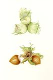 Hazelnuts