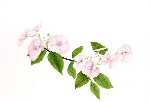 Hydrangea Runaway Bride Snow White