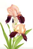 Iris 'Cinnamon Strip'