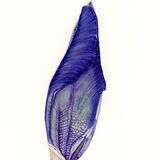 Iris Black Dragon bud