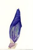 Iris bud 'Black Dragon'