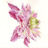 Clematis 'Josephine'