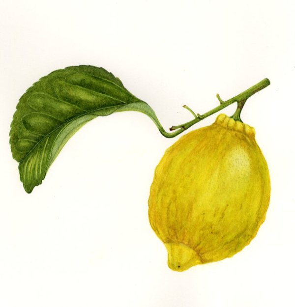 Lemon Primofiore