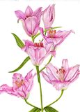 Lilium 'Canaletto' Personalised Correspondence Cards with an image of a watercolour of a pink Lily