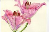 Lilium Canaletto