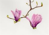 Magnolia