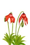 Meconopsis punicea