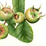 Medlar Personalised Correspondence Cards with an image of a watercolour of Medlar