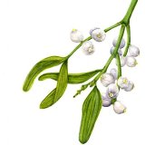 Mistletoe Sold