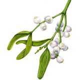 Mistletoe Personalised Christmas cards with an image of Mistletoe in watercolour