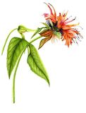 Set of Notelets with watercolour painting of of Bee Balm