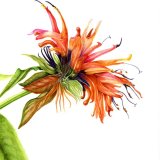 Monarda didyma Personalised Correspondence Cards with an image of a watercolour of Bee Balm