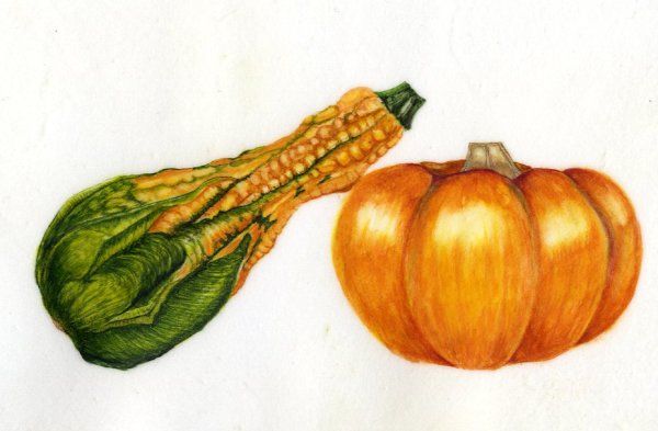 Munchkin & Ornamental Gourd