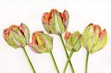 Five Parrot Tulips