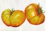 Pineapple Tomato SOLD