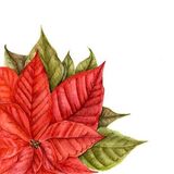 Poinsettia