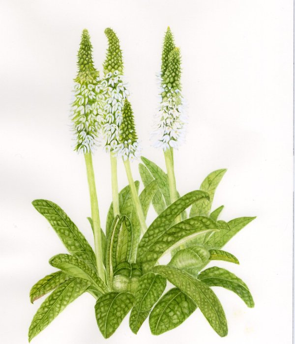 Primula vialii 'Alison Holland' SOLD