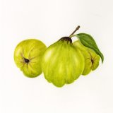Quince Personalised Christmas cards with an image of Quince in watercolour