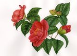 Red Camellia