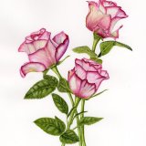 Roses