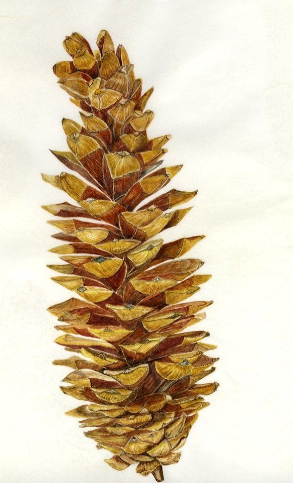 Pinus lambertiana - Sugar Pine Cone
