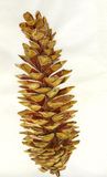 Pinus lambertiana - Sugar Pine Cone