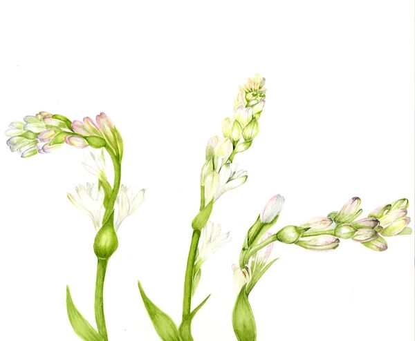 Tuberosa (Polianthes Tuberosa)